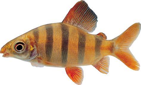 Fish PNG image, free download .